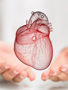 Medizinisches Herz/ PDF Verlinkungen