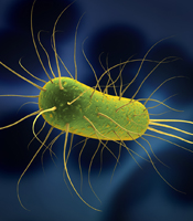 Clostridioides difficile/ PDF Verlinkung